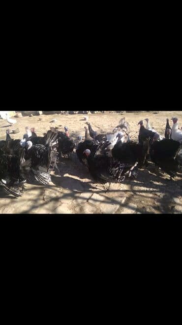 İtlər: Hinduşkalar satılır. 13Xoruz, 13Fərə. Tam təbii yetişən quşlardır — 8