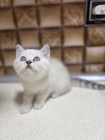 pişik ucun ev: Britan — 2