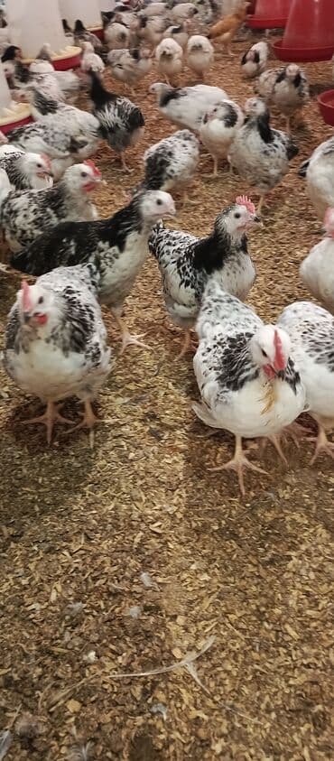 hələb keçisi haqqında məlumat: Toyuq, Broyler, Ətlik — 12