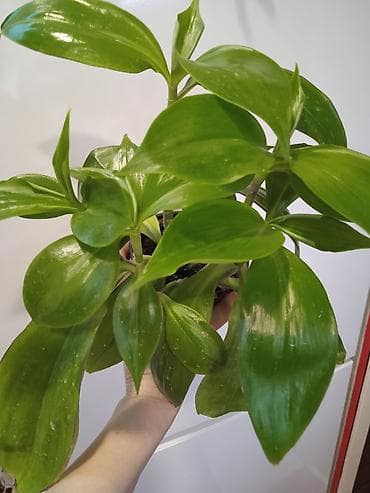 beqoniya bitkisi: Сциндапсус N-Joy — 10