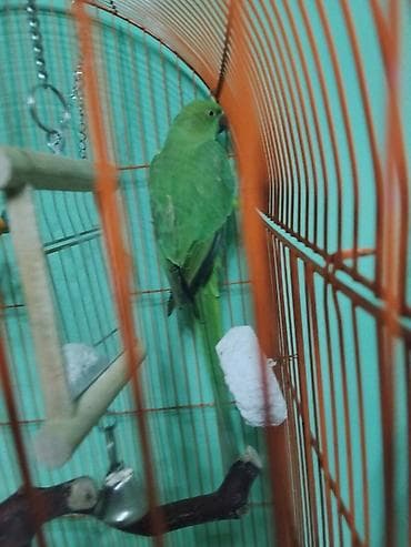 Попугаи: OJERELLA ERKEY adi kividi 9AYLIQ. UNVAN ZABRAT.BARTERDE MUMKUNDUR .OZ — 2