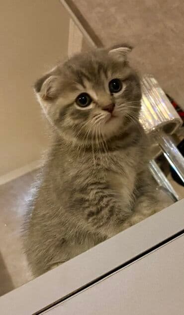 heyvan barınağı: Şotland yastı qulaq, Ünvandan götürmə, Pulsuz çatdırılma, Ödənişli çatdırılma — 5