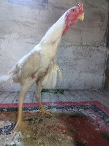 cucəsi: Toyuq cücələri, Damazlıq — 4