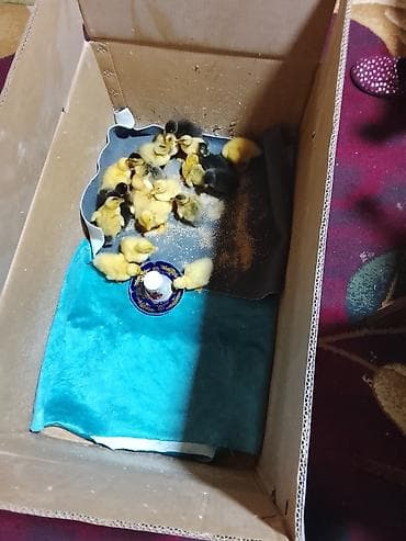 ördək: Ördək balaları Pekin - Növ: ev ördəyi balaları (sarı və qarayalı — 3