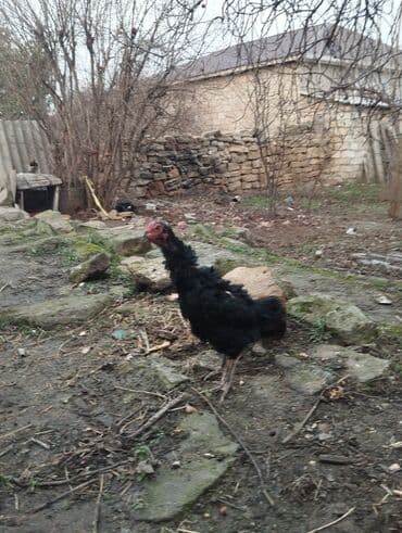 cins xoruzlar: Xoruz, Heyratı, il: 1, Ünvandan götürmə — 6