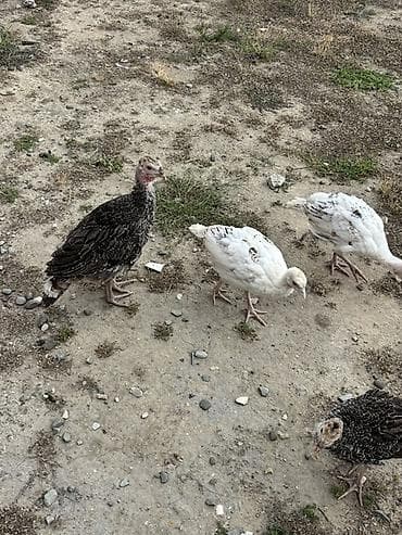 2ay 15 günlük baladılar köç ilə əlaqədar əlimyandıda satılır real