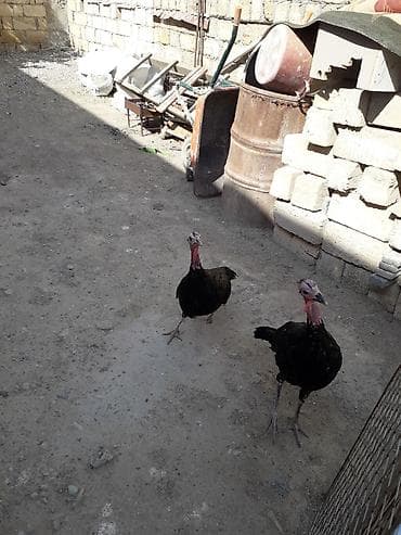 bala ordek: Dişi, Yumurtalıq, Ünvandan götürmə — 2