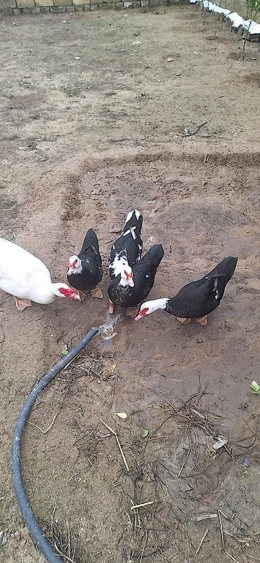 ağ ordək: Erkək, | Lal ördək, Damazlıq, Ünvandan götürmə — 8