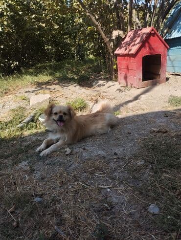 ov itləri: Pekines, 2 il, Dişi — 3