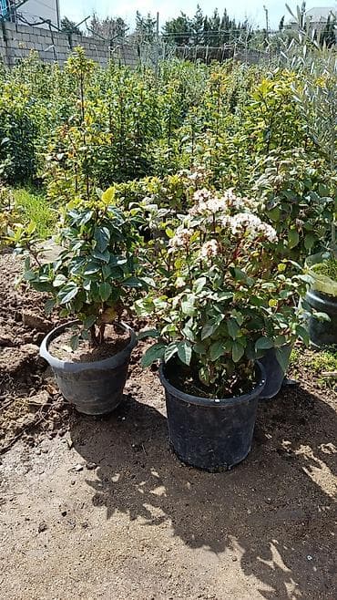 ucuz guller: Kalina gülləri — 1