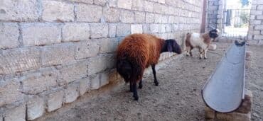 Inəklər, öküzlər: Erkək, Qala, il: 1, Damazlıq — 3