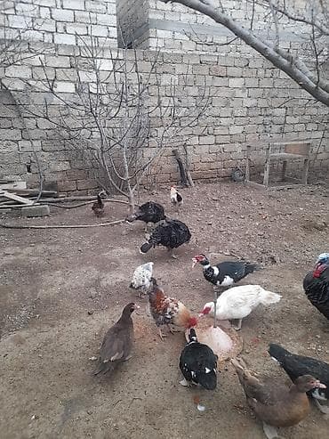 Гуси: Самец, Для разведения — 2