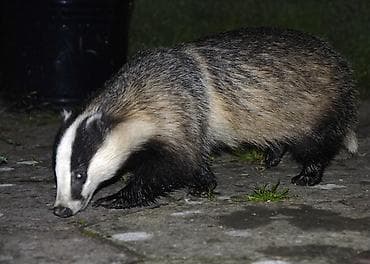 rus dili kursu: Xidmət: Həyət və bağ sahələrində kirpi-badger (qonur-qara zolaqlı — 1