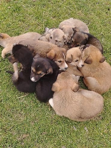 1 ay, Ünvandan götürmə