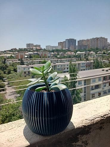 banzay agaci: Dekorativ sukkulent bitkisi (Crassula ovata – pul ağacı) və dərin — 2