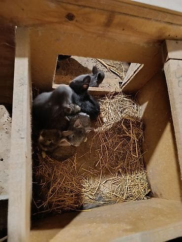 dovsan balasina ne deyilir: Ev şəraitində bəslənən yerli cins dovşan balaları - Rəng çeşidi: boz — 5