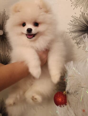 Gəmiricilər: Şpitz, 3 ay — 2