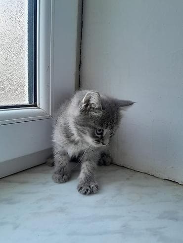 paroda pişik: Şotland, Erkək, Dişi, Ödənişli çatdırılma — 9