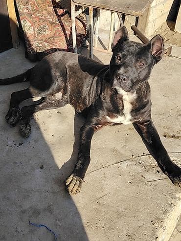 xaski it sekilleri: 9 ay, Erkek, Peyvəndli, Ödənişli çatdırılma — 1