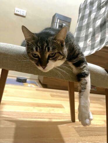 кошка в добрые руки: Самка, В добрые руки, Самовывоз — 3