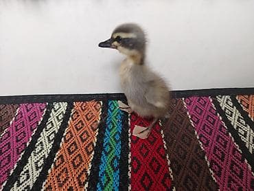 qaz ordek: Blue Rouen ordey balalari satilir. 5 gunluk balalardi 3 baladi. 1 — 1