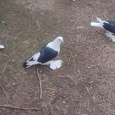 goyercin satişi baki: Qoşa çep uzun lelekliler 5 ededi 2bala 1 maya baladan qizma erkek — 8