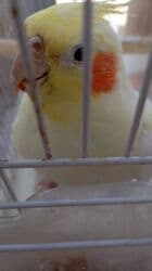 Информатика: Korellalar satılır. 3 dənədi 1 - i əl quşudu. Qəfəs qarışıqda — 13