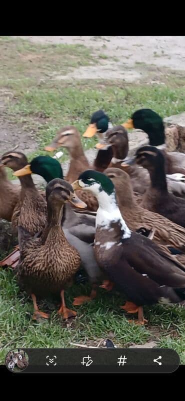 Məhsul: ördək sürüsü Təsvir: - Fotoşəkillərdə kənd təsərrüfatı üçün lalafo.az -da Məhsul: ördək sürüsü Təsvir: - Fotoşəkillərdə kənd təsərrüfatı üçün