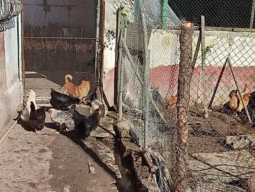 toyuq cuce: Kent toyuqları və xoruzlar satılır Cem şəkildə toyuqlar gündəlik — 1