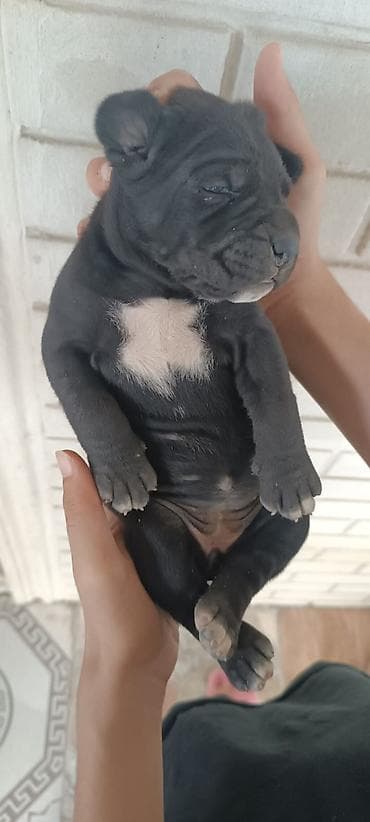cani corso: Kane-Korso, 1 ay, Dişi, Peyvəndli, Ünvandan götürmə — 1