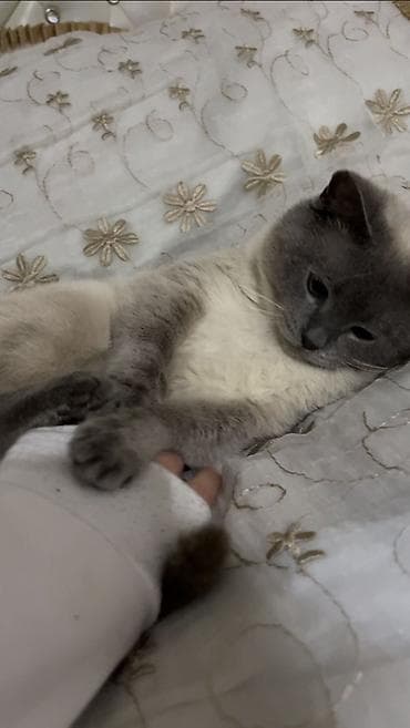 profil ucun pisik sekilleri: Erkək, Cütləşmə üçün, Ünvandan götürmə — 1