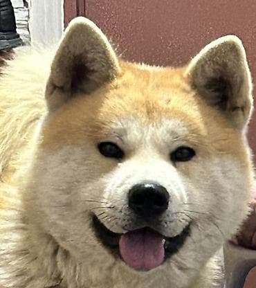 Akita-inu, 2 il, Erkek