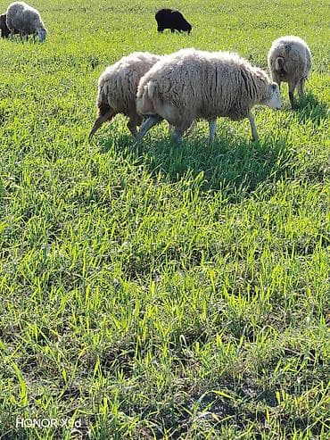 it balası satışı: Quzuluq üçün saxlanılan yerli qoyunlar - Cins: yerli qarışıq ət-yun — 2