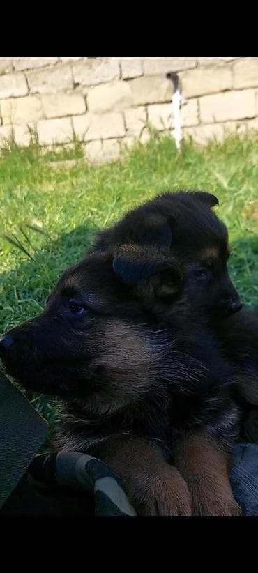 ucuz it yemleri: Alman çoban iti, 1 ay, Erkek, Ünvandan götürmə — 1