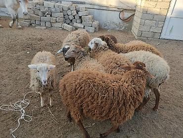 Digər heyvanlar: Erkey qoyunlar 8 eded hamsi erkeydi — 10