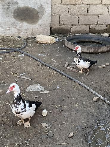 qus yuvalari: Lal ördəklər tam sağlar cavandılar 1 ilin fərələridi, 7 8 aylıqlarda — 4