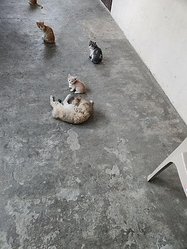 pişik balası verirem: Cooox gozel piwik balalari pulsuz verilir oynayandir yaxwi ellere — 3