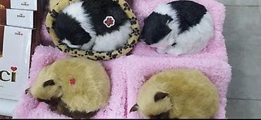 Salam eziz musderilermiz yeni masin ucun sit usdu itlermiz ve — 3