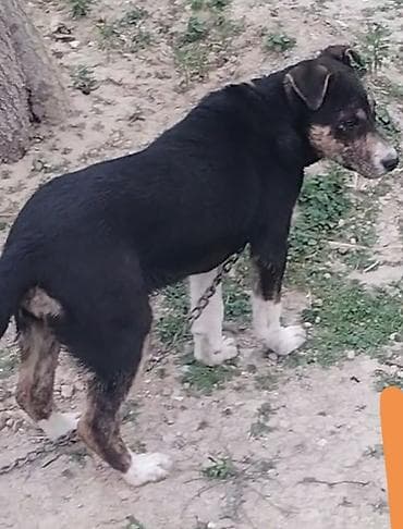 5 ay, Dişi, Cütləşmə üçün, Ünvandan götürmə