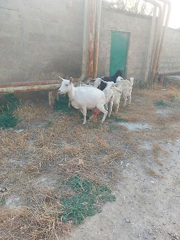bars bit dermani: Südlük keçi sürüsü - Təyinat: süd istehsalı və damazlıq - Tərkib: bir — 3