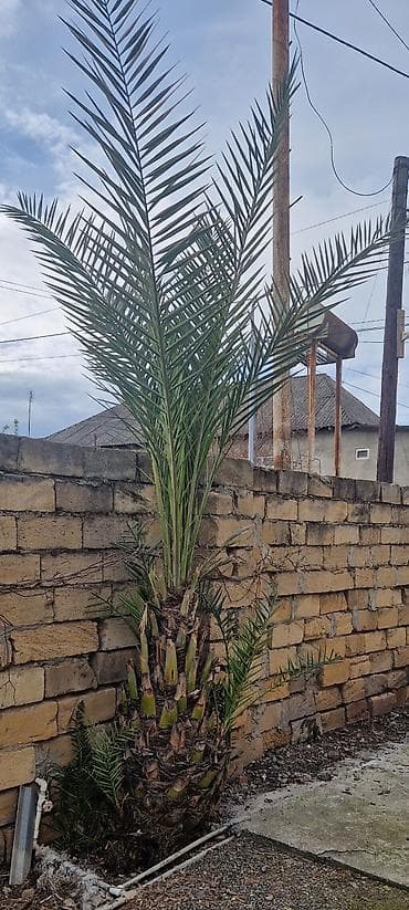 Xurma palmisi (Phoenix dactylifera) – həyət və bağ üçün dekorativ iri