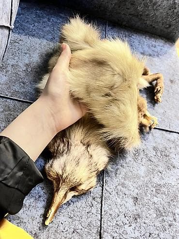 kurklər: Kürk, rəng - Bej — 5