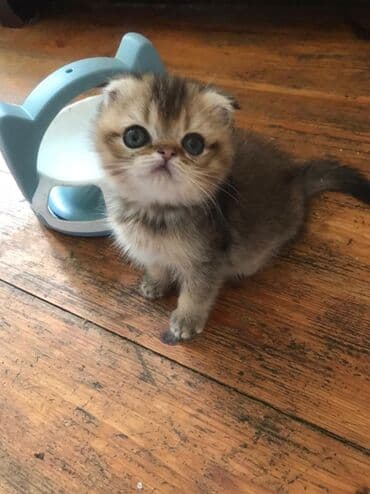 şotlan pişik: Şotland yastı qulaq, Erkək, Dişi, Yaxşı əllərə, Ünvandan götürmə, Pulsuz çatdırılma, Ödənişli çatdırılma — 173