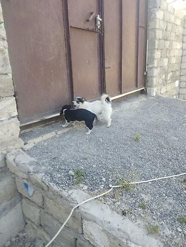 bokser it: Kiçik ölçülü it balaları - Növ: xırda ölçülü ev iti balaları (qarışıq — 2