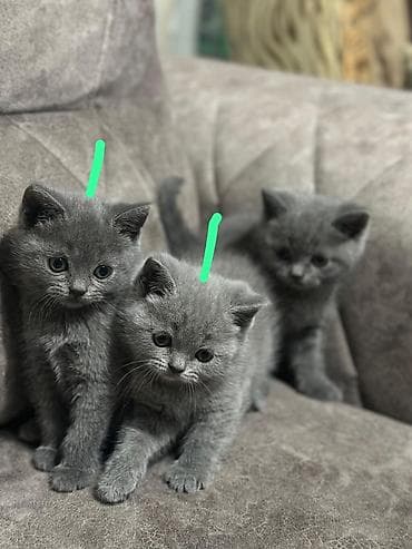 shotland pişik: Qızıl şinşilla — 5