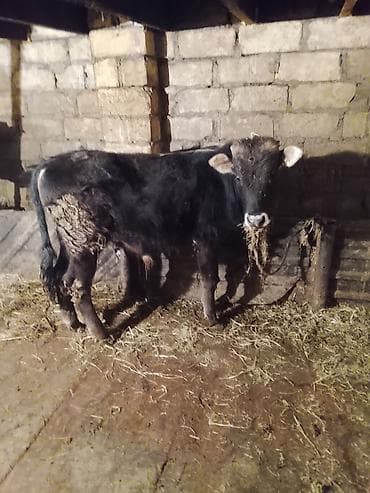 gəncə toyuq satan: Qaramal – qara rəngdə, buynuzlu dana/buzağı - Növ: yerli ətlik-buzov — 1