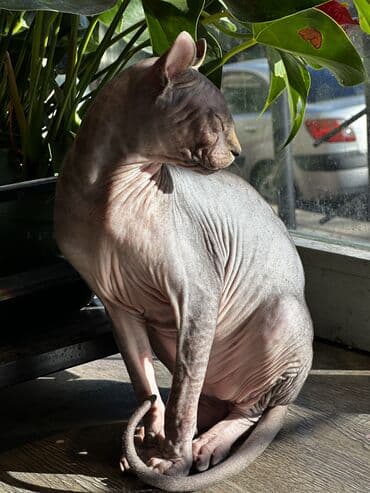 sfinks pişik: Sfinks, Erkək — 6