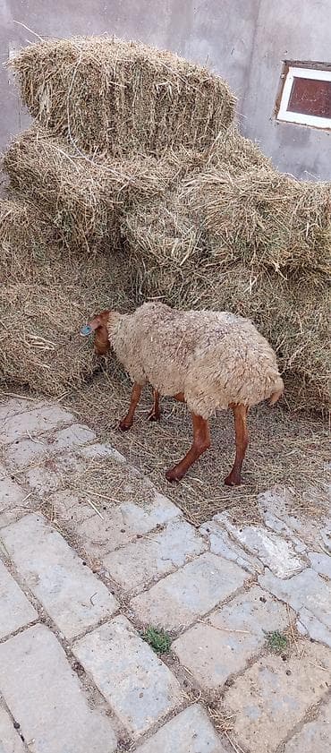 keçi çəpiş: Qoyun,quzuda dişidi,4ayliqdi
qiymət 450 manatdı — 1