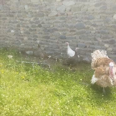 hinduşka balalari: Erkək, Damazlıq — 5