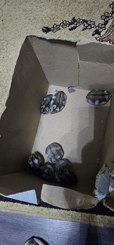 Птицы: Hamsterlər (Djungarian tipli) - Rənglər: ağ, boz və qarışıq naxışlı — 4